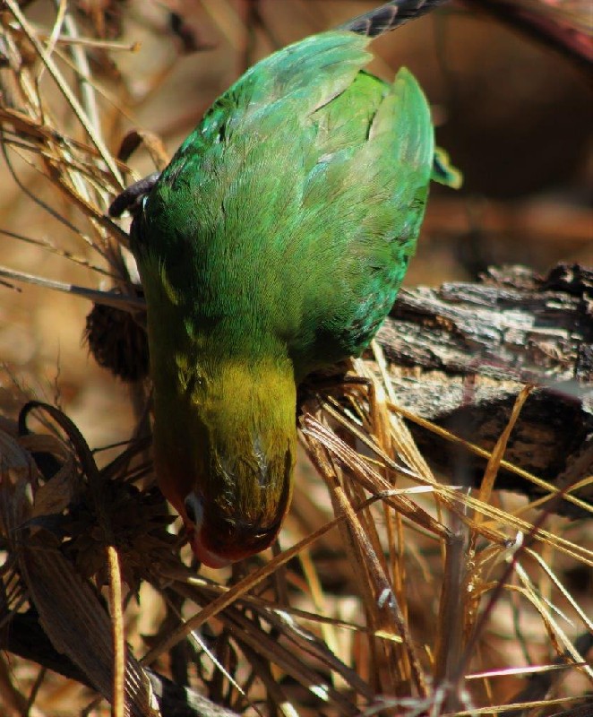 Eating thistle seeds