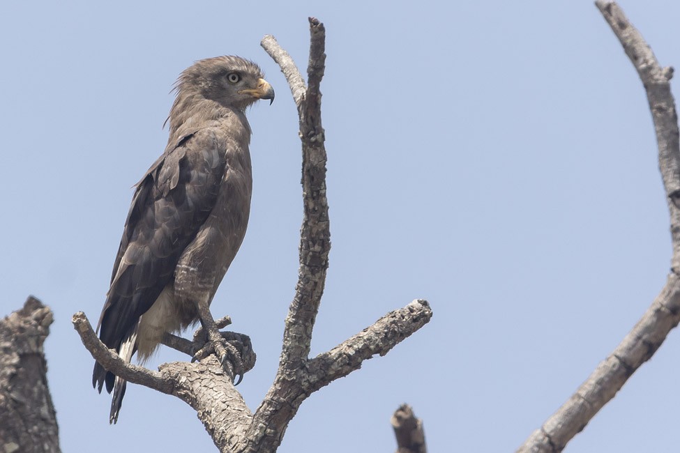 western banded snake -eagle