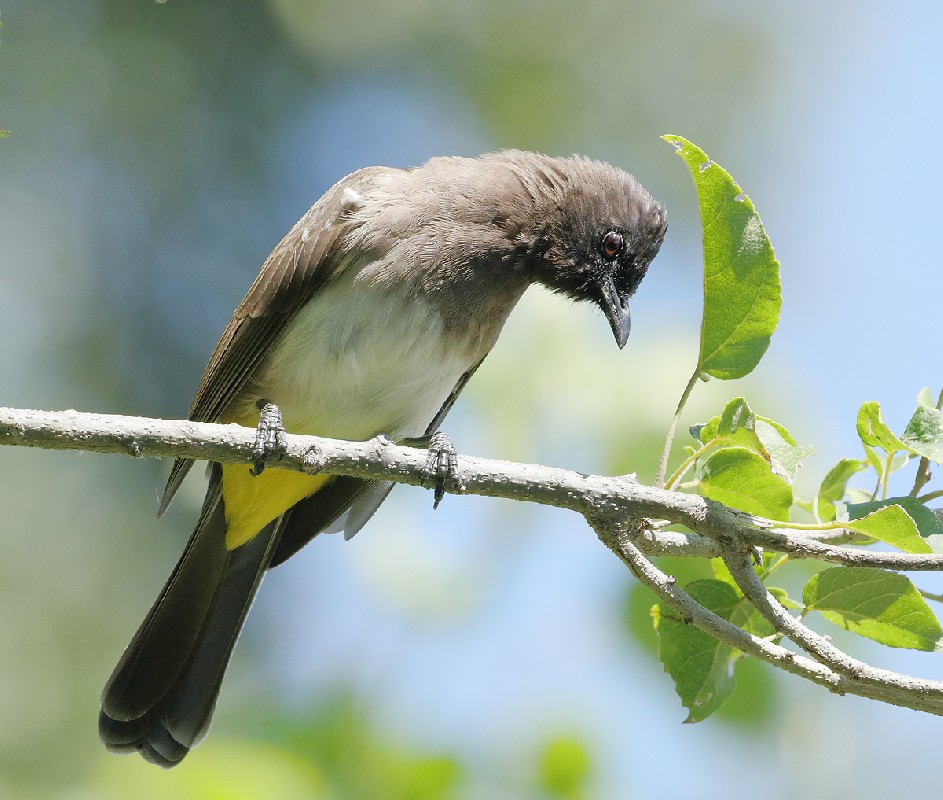 Common Bulbul