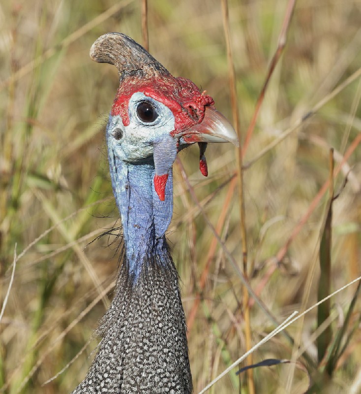 Helmeted Guinefowl