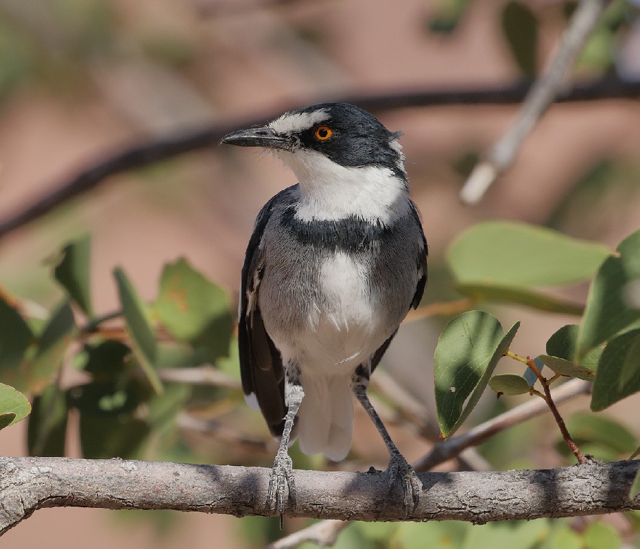 White-tailed Shrike