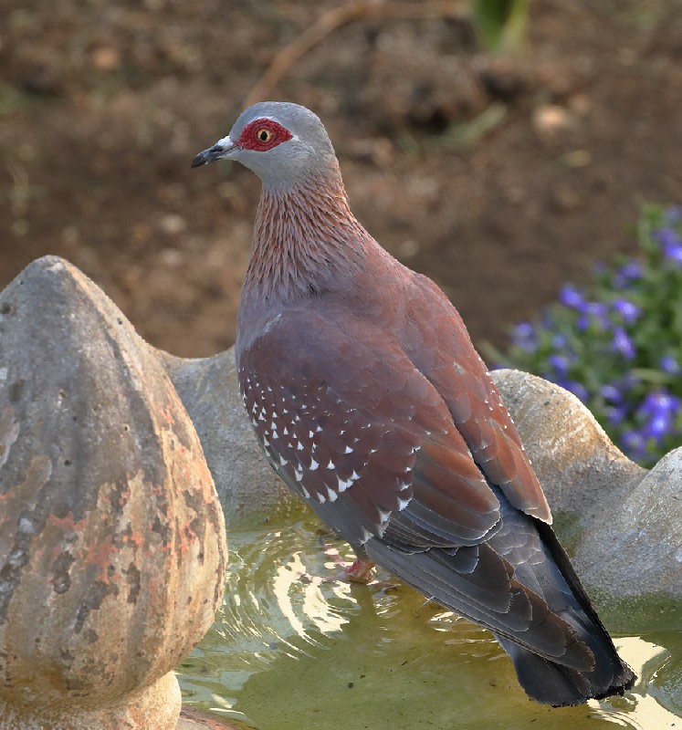 Speckled Pigeon