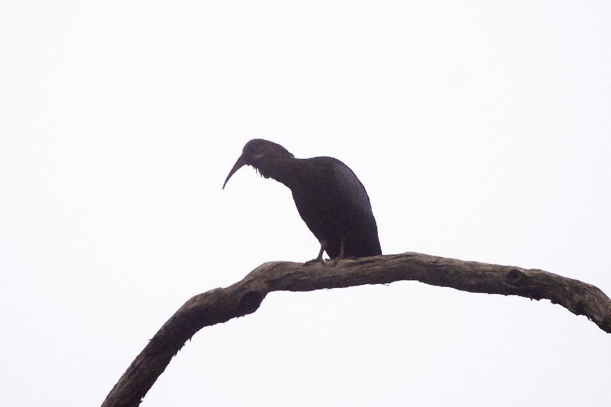 Olive Ibis (akleyorum)