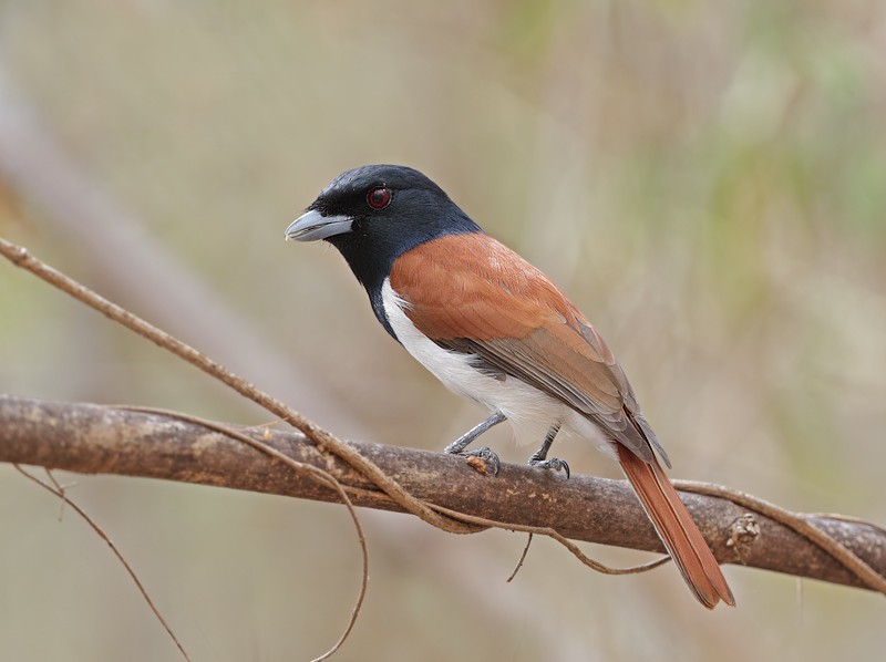 Rufous Vanga