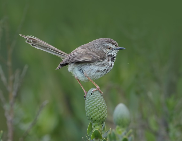 Karoo Prinia