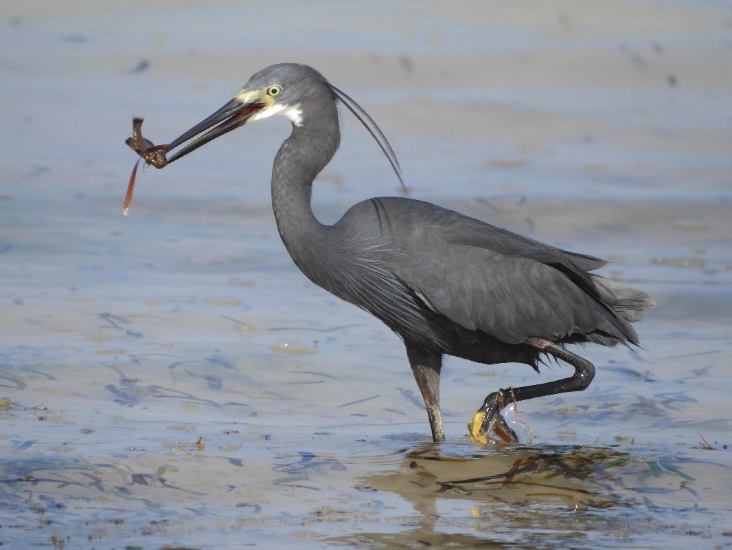 Dimorphic Egret