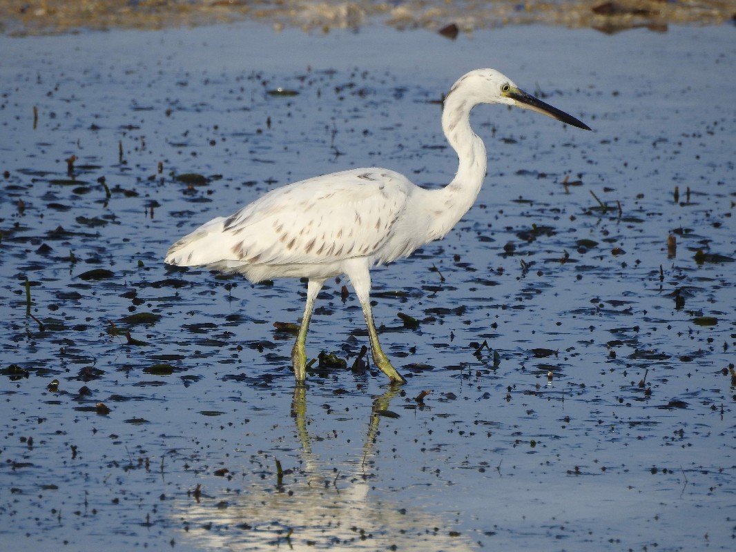 Dimorphic Egret - white morph 