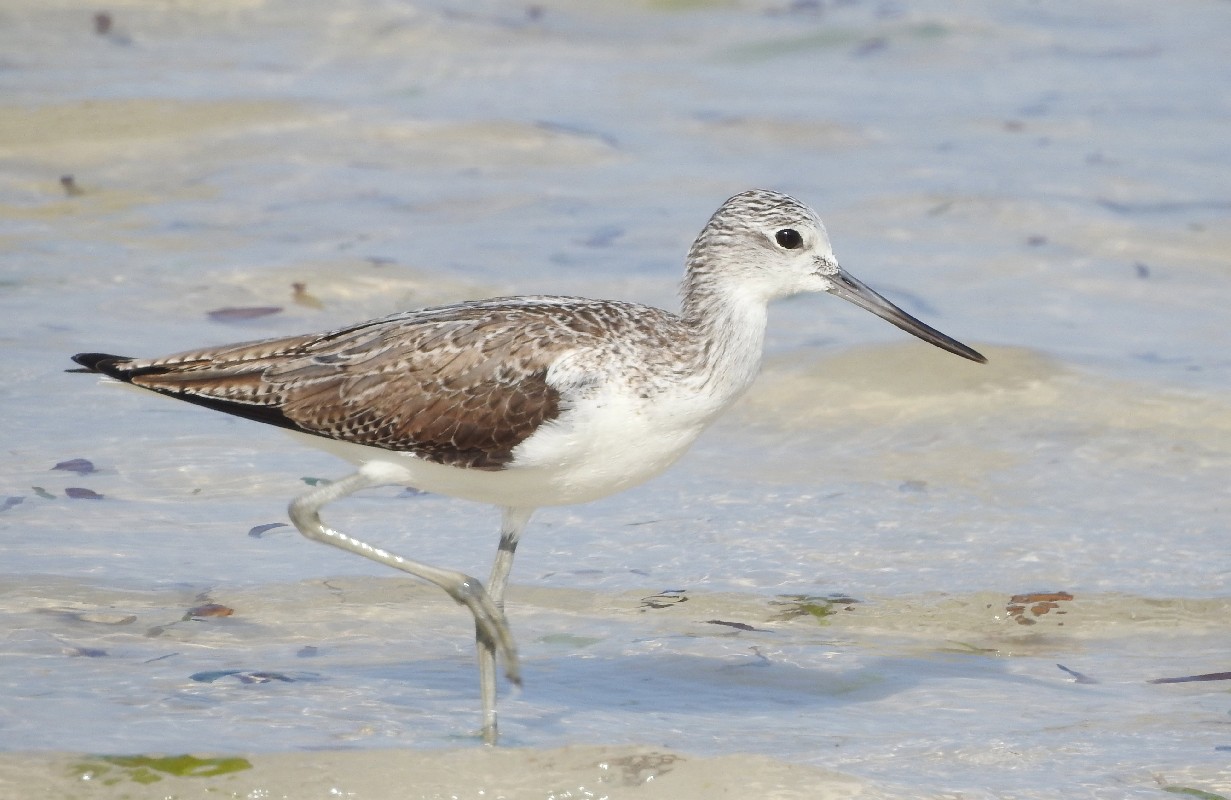 Common Greenshank