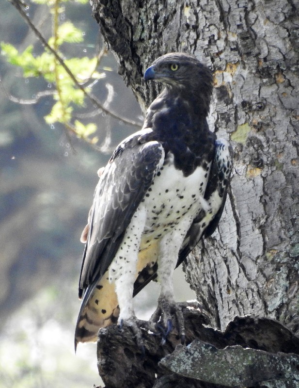 Martial Eagle