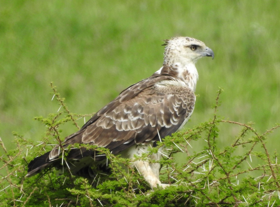 Martial Eagle