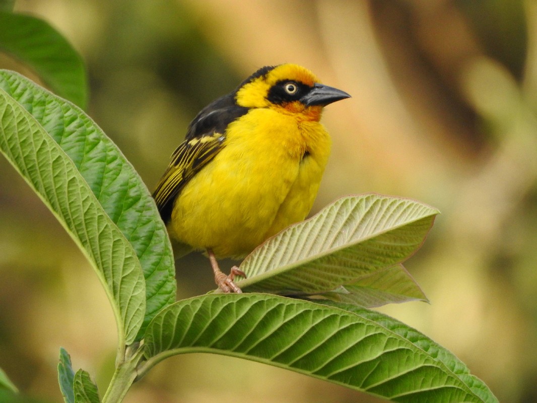 Baglafecht-Weaver
