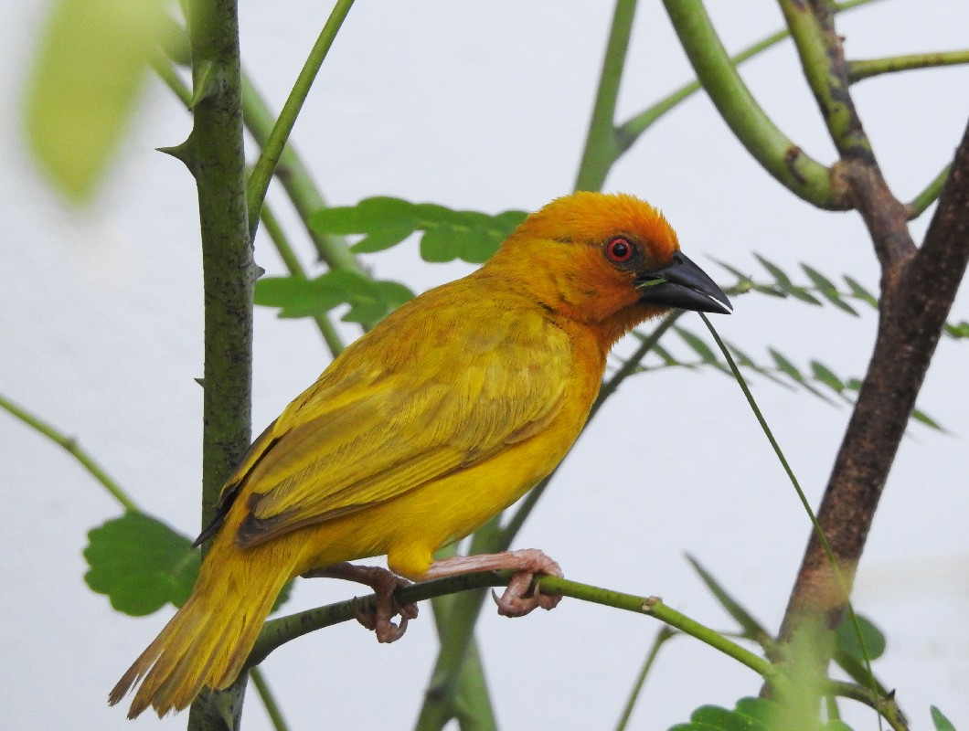 Yellow Weaver (African Golden Weaver )