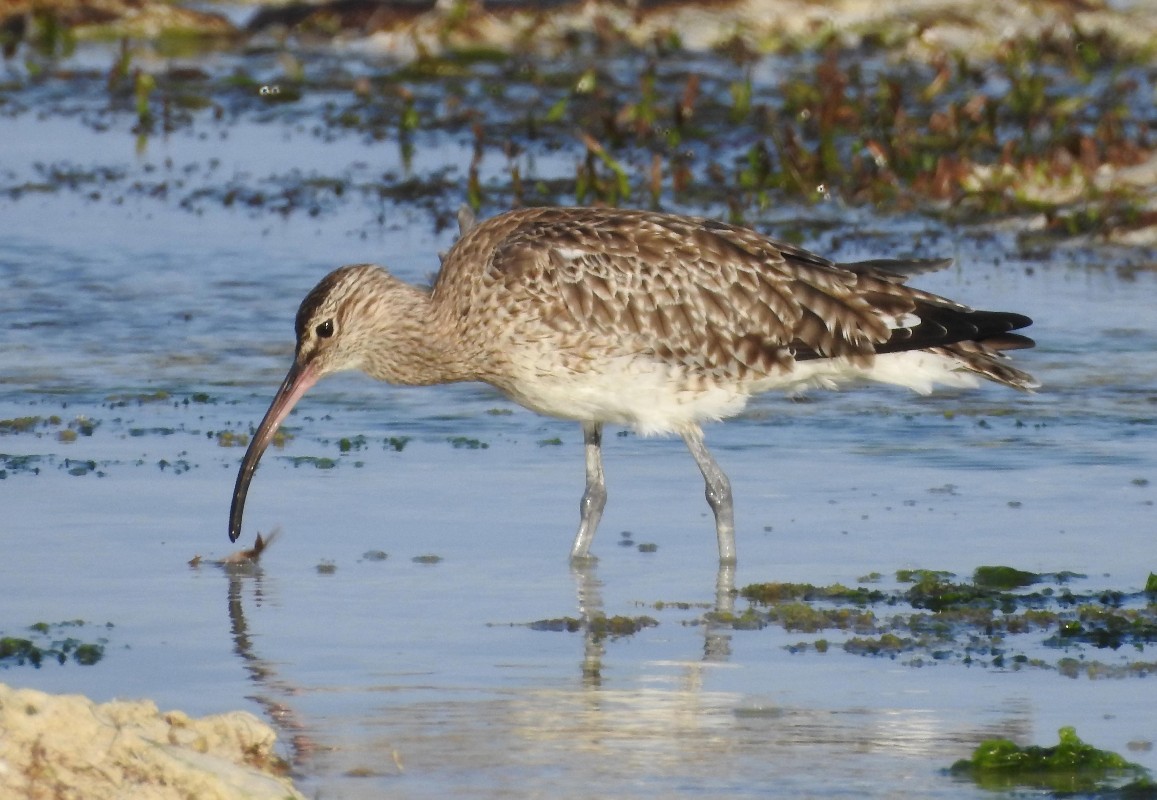 Whimbrel