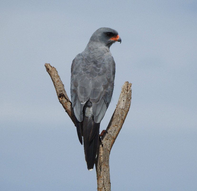 Dark Chanting Goshawk