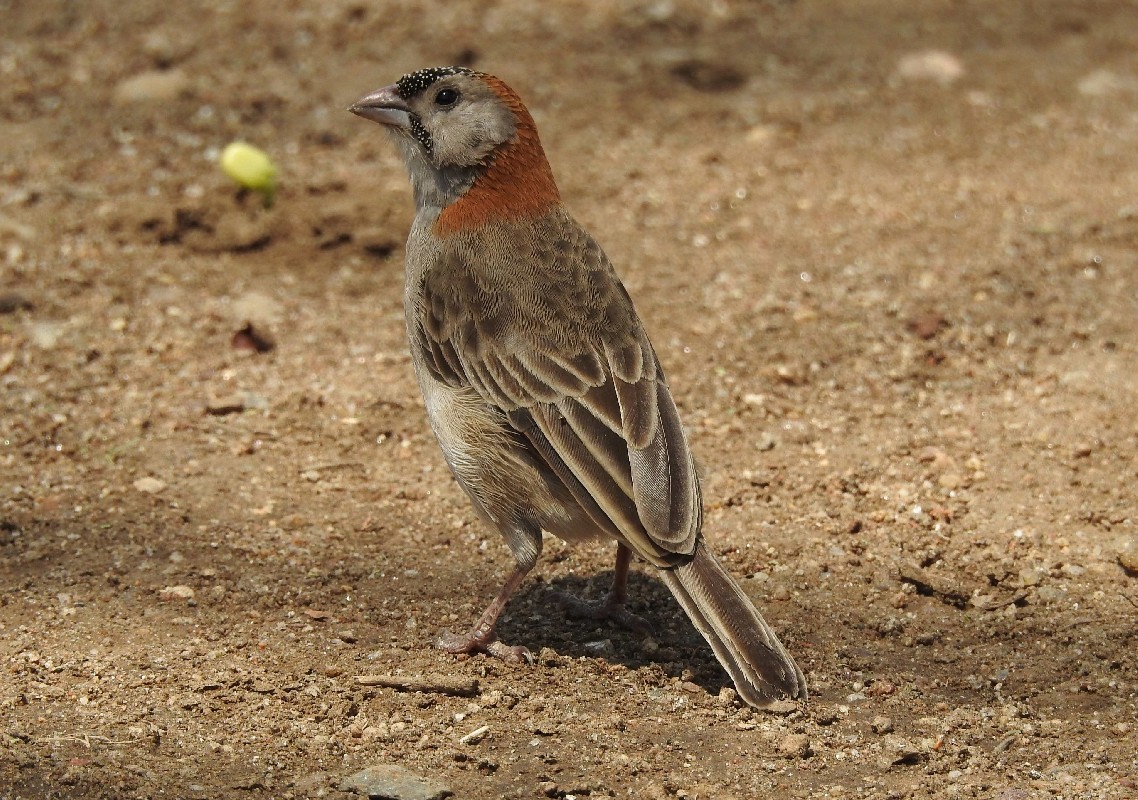 Speckle-fronted Weaver