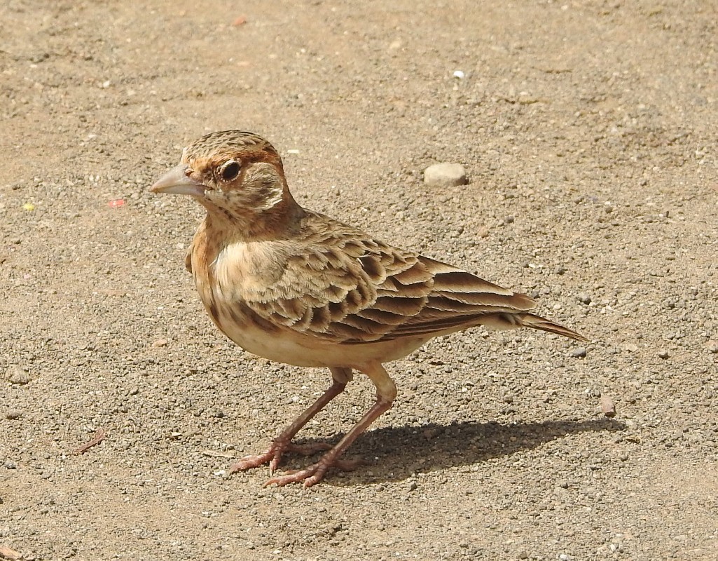 Fischer's Sparrow Lark