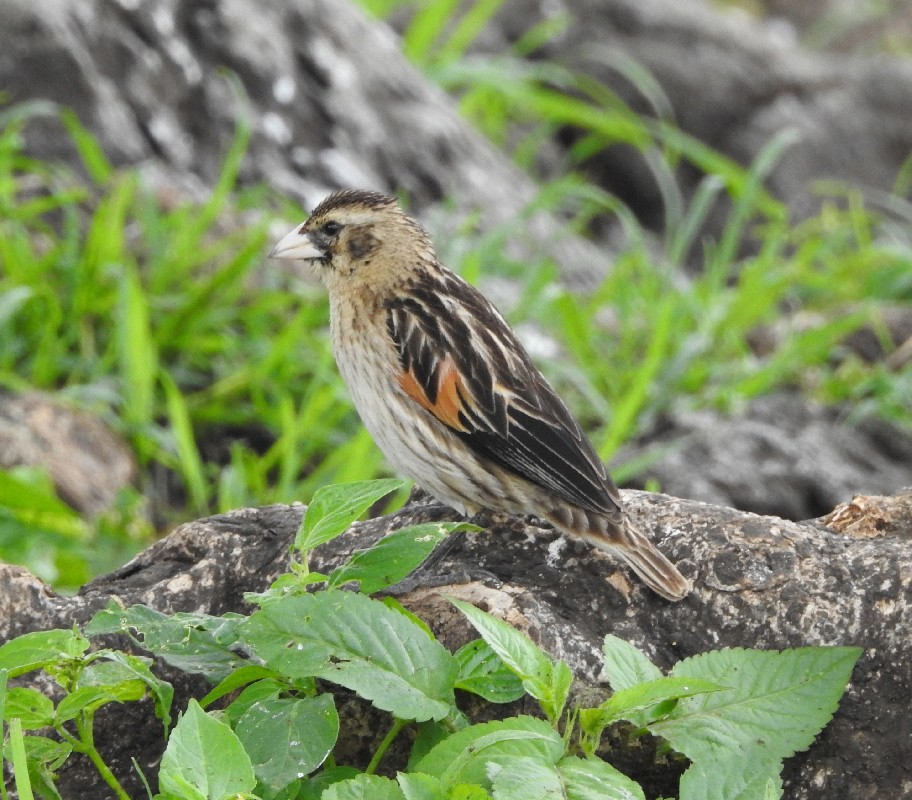 Fan-tailed Windowbird