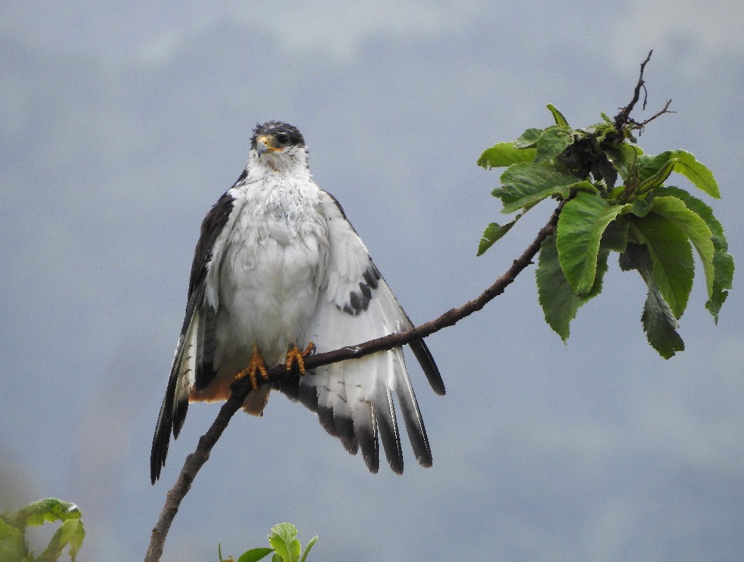 Augur Buzzard