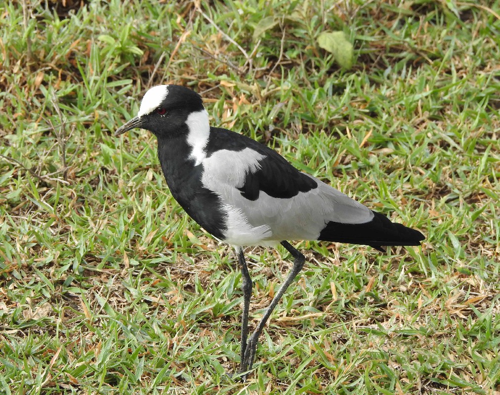 Blacksmith Lapwing
