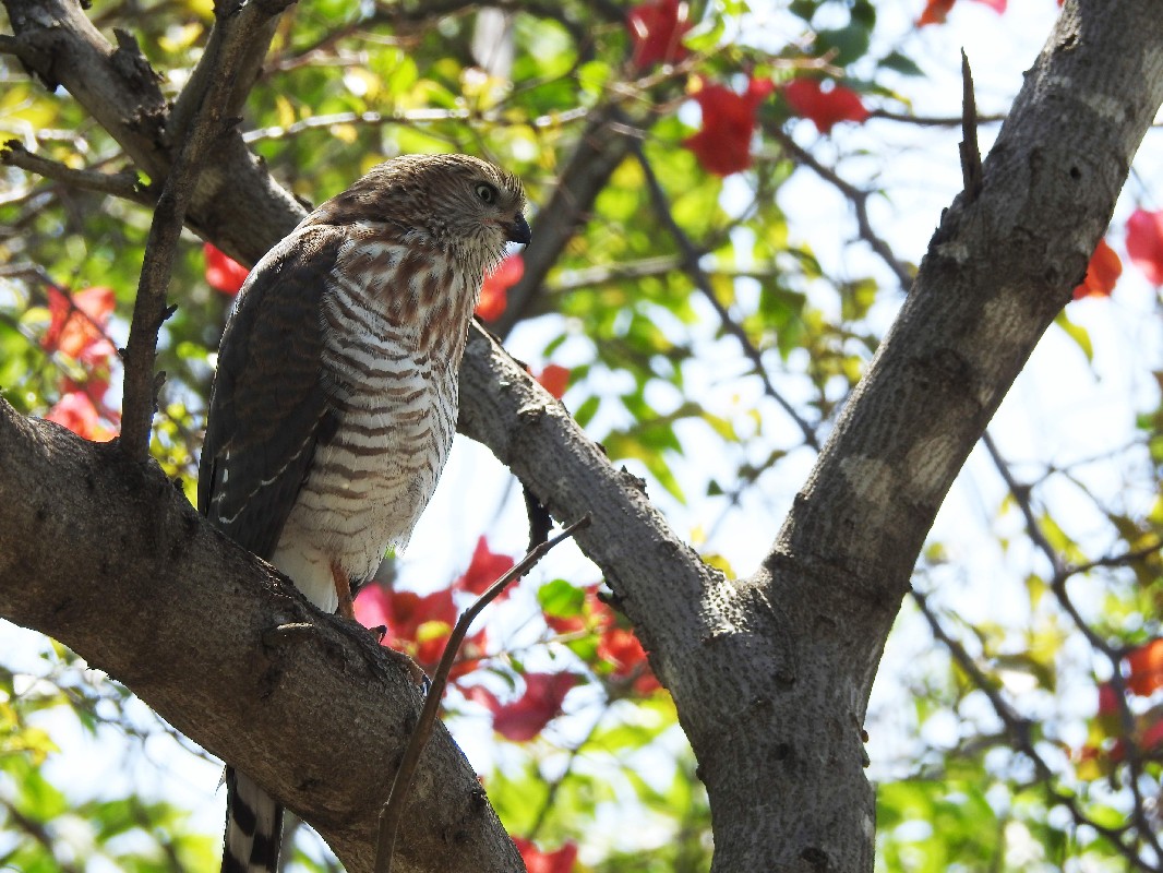 Gabar Goshawk - Juvenile