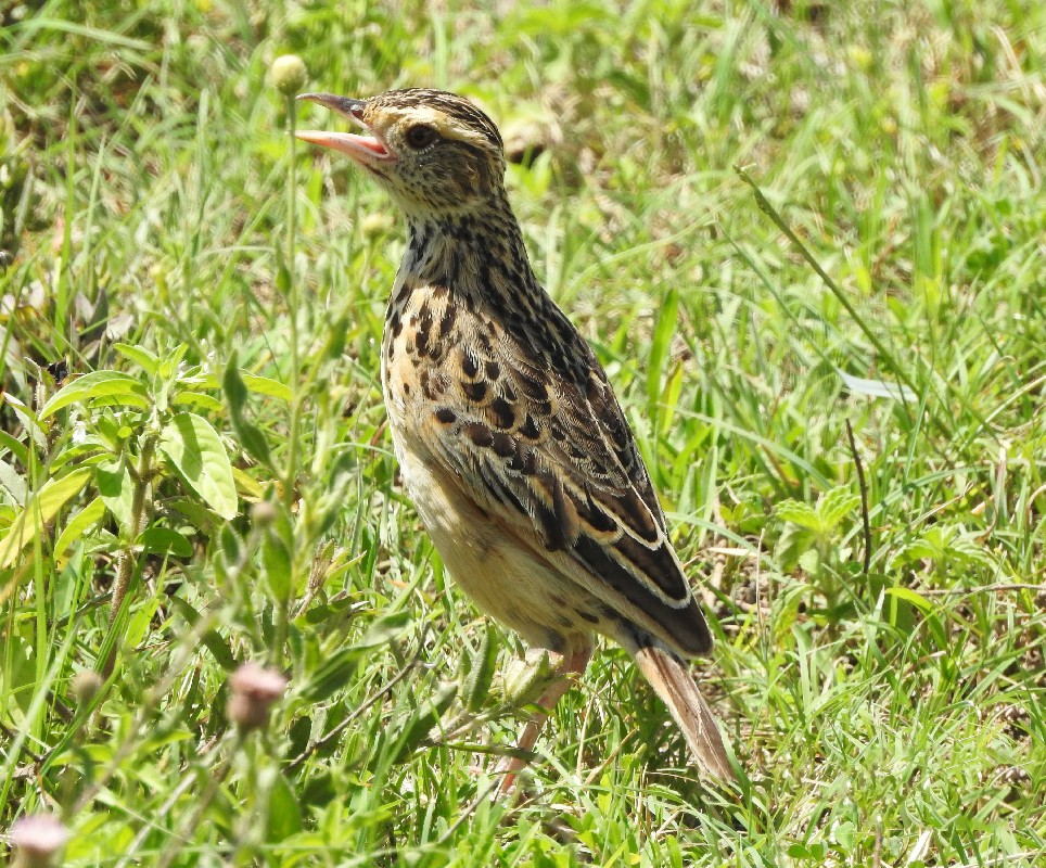 Rufous-naped Lark