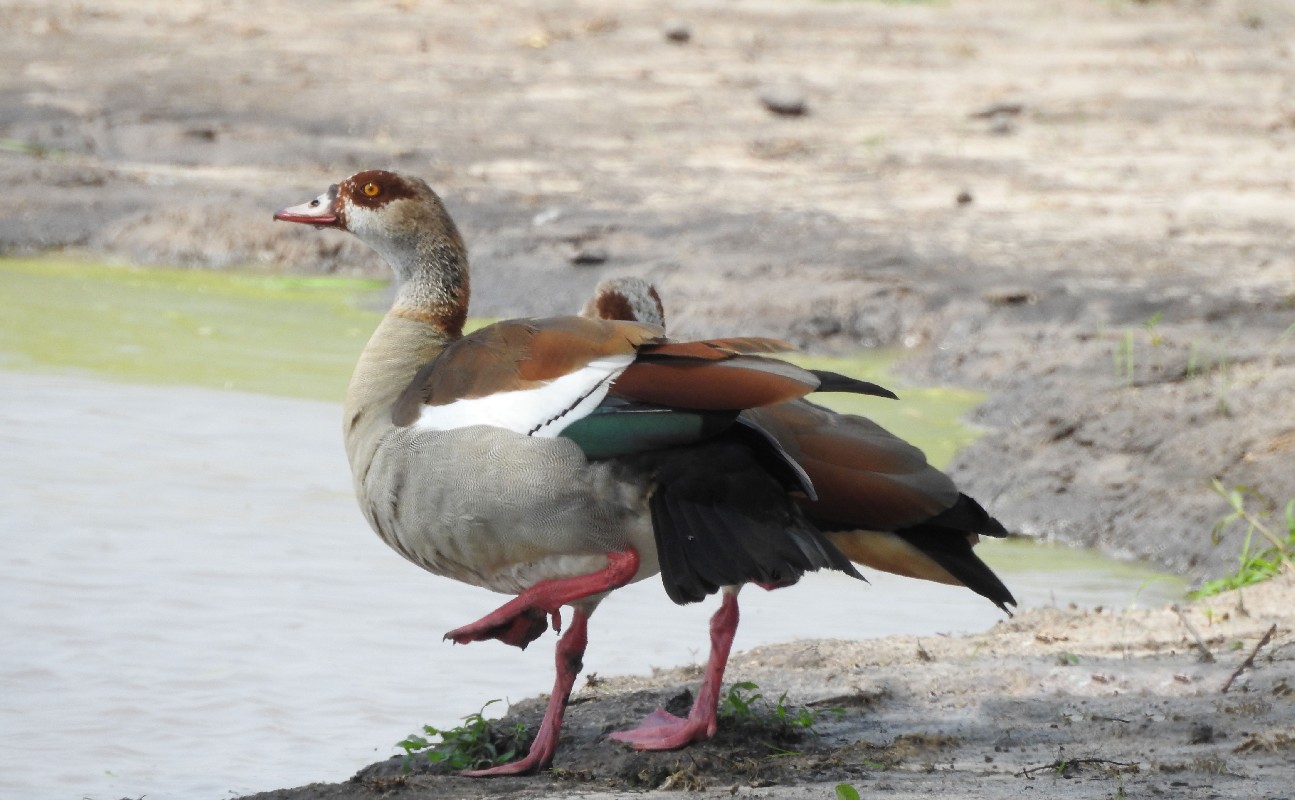 Egyptian Goose