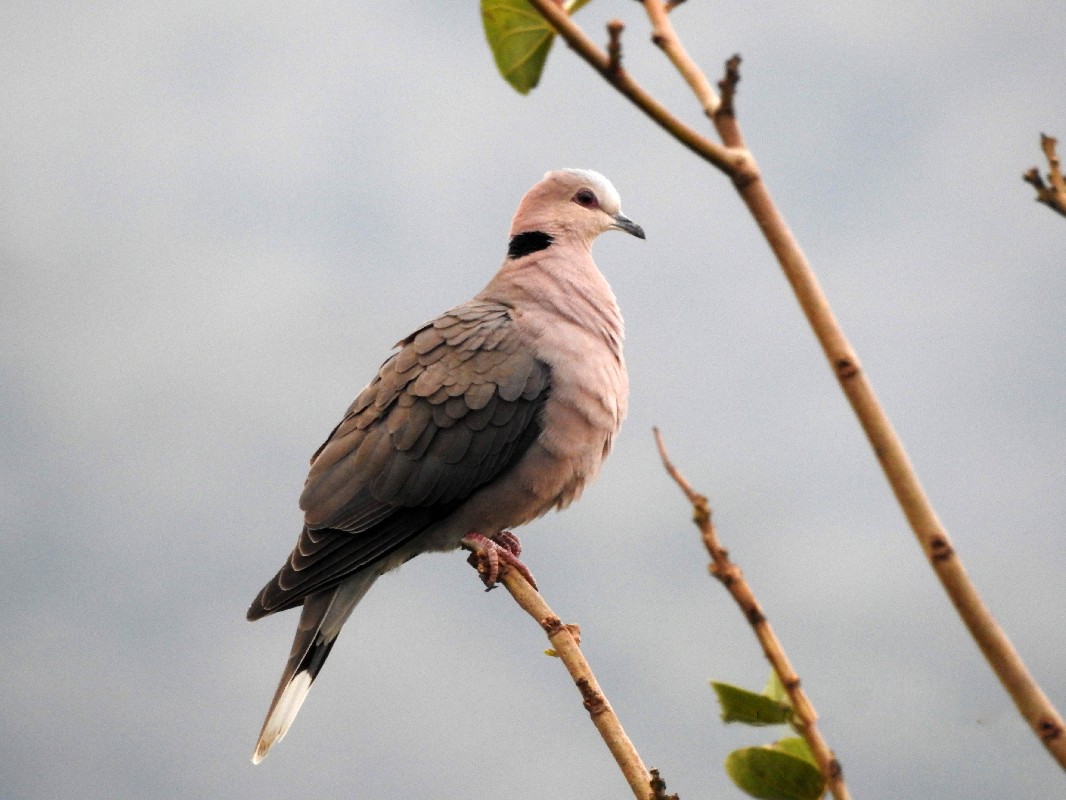 Red-eyed Dove