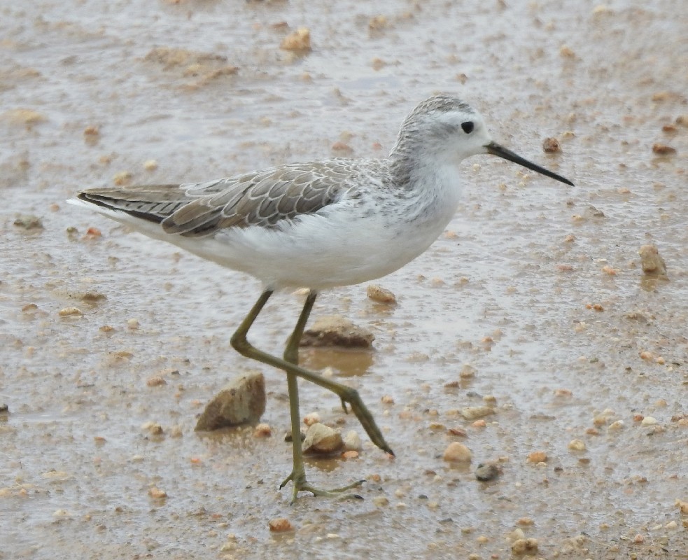 Marsh Sandpiper