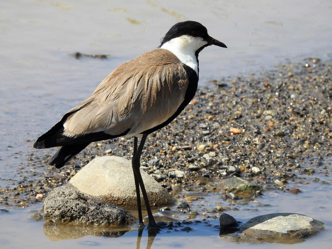 Spur-winged Lapwing