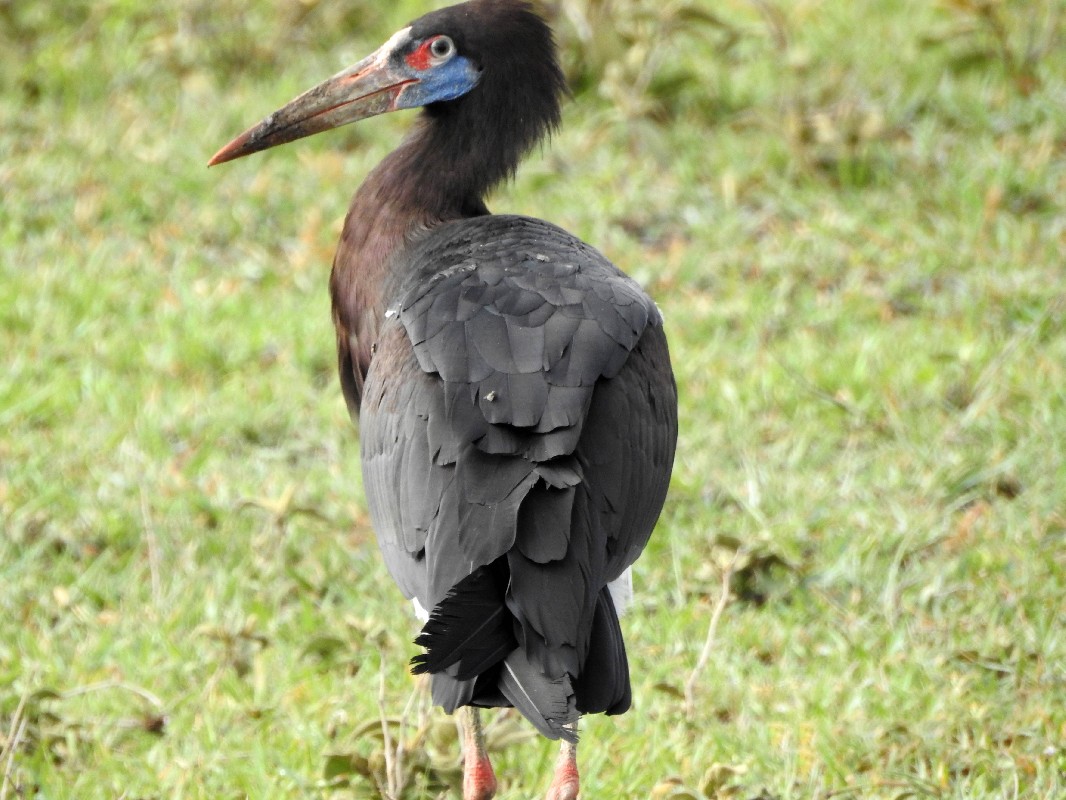 Abdim's Stork