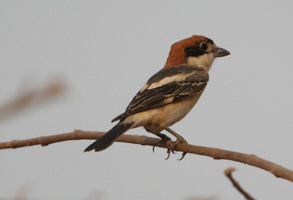 Woodchat Shrike