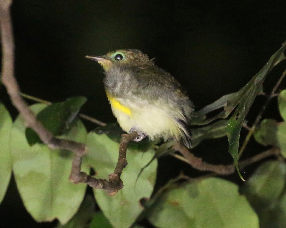 Yellow-bellied Wattle-eye at night  
