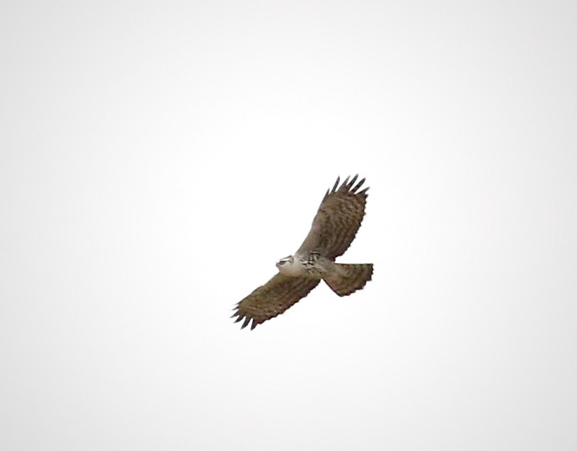 Ayres's Hawk-Eagle  