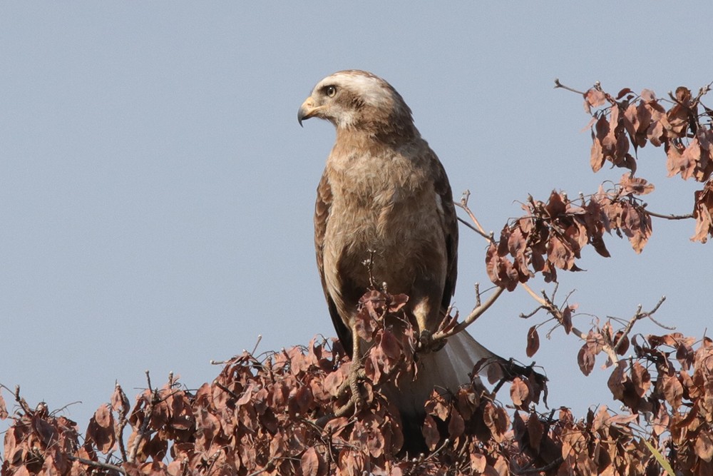 Western Banded Snake Eagle