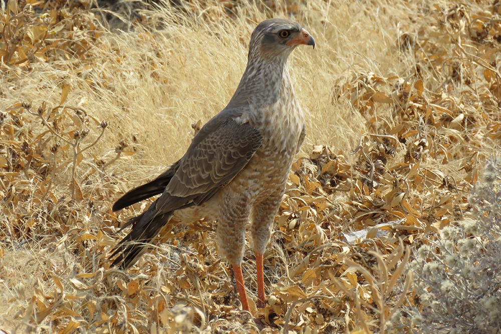 Pale Chanting Goshawk