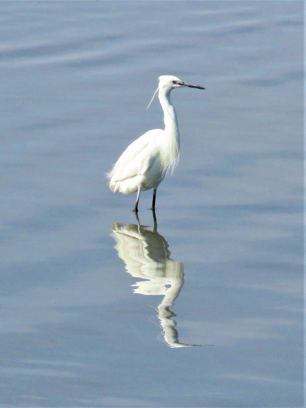 Little egret at Walvis Bay Lagoon