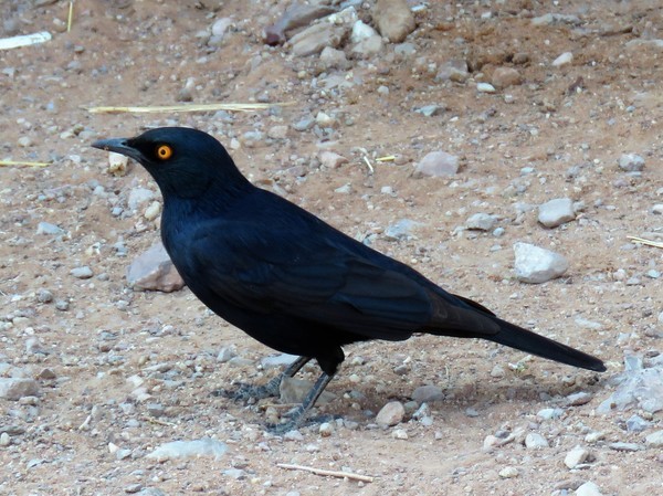 Taken at Twyfelfontein