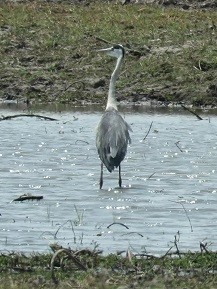 Grey Heron feeding on the Cubango River, Mahango Game Park, Namibia