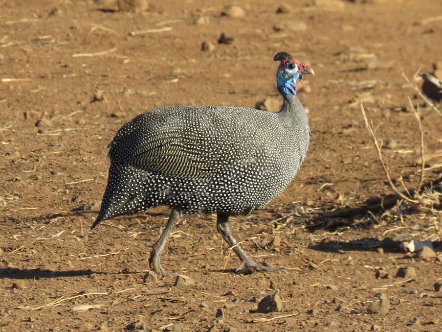 Helmeted Guineafowl, Chobe National Park