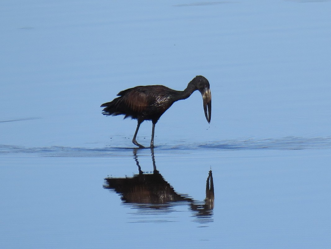 African Openbill feeding, Chobe River