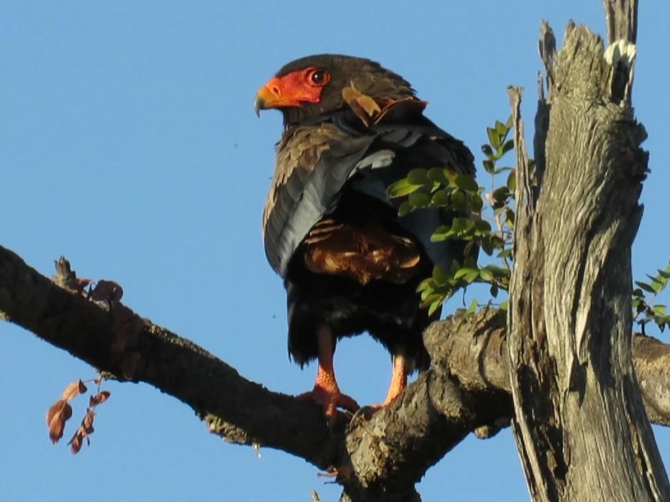 Bateleur, it was feeding on a road kill as we drove back to Chobe Elephant Camp