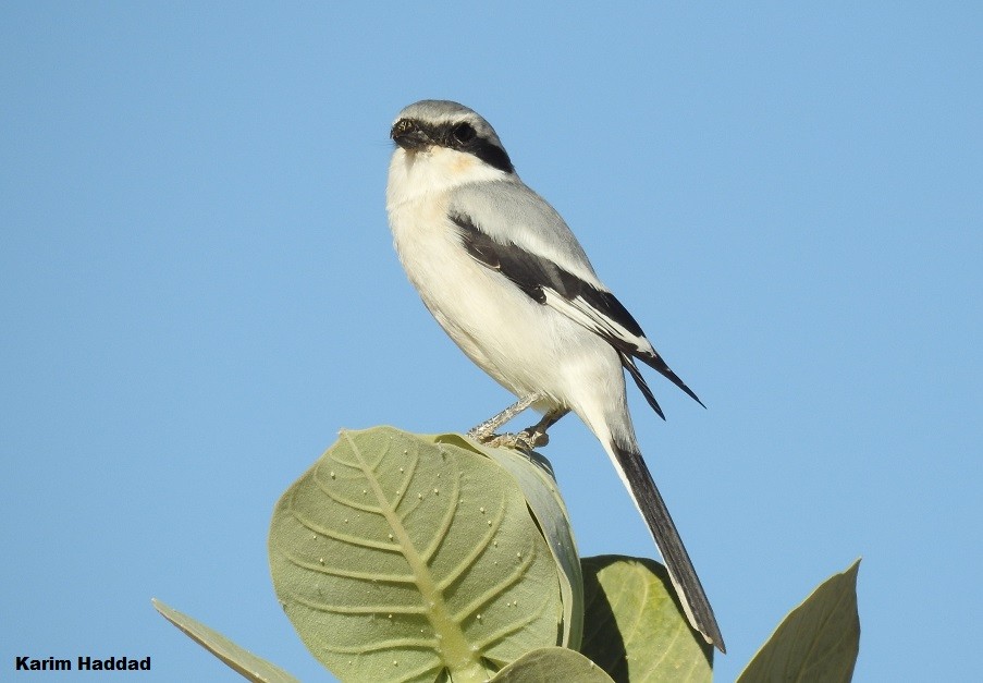 Perched bird