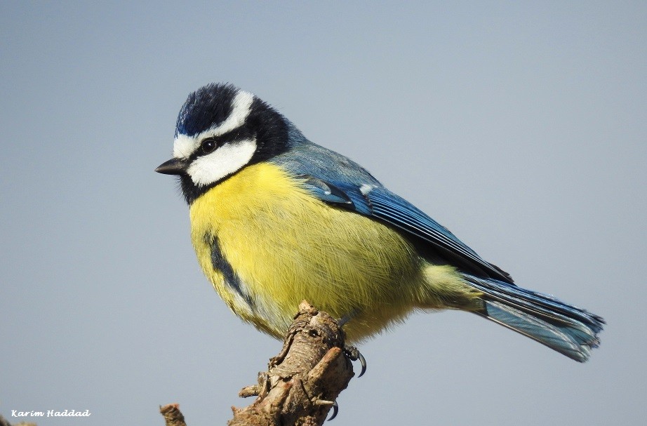 Perched bird