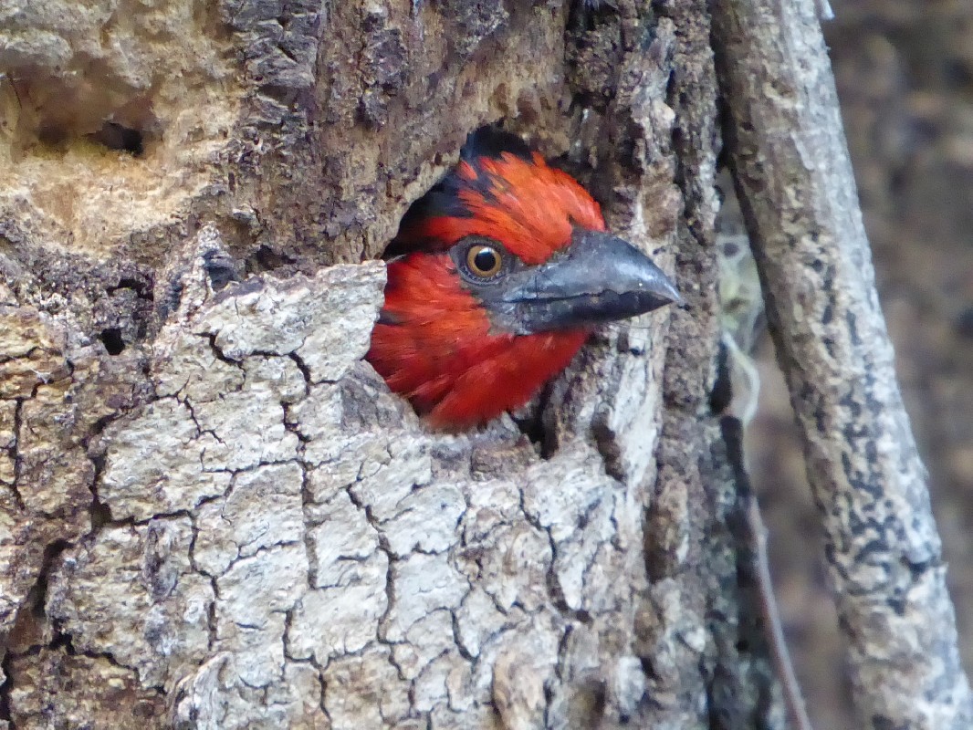 Black-collared Barbet