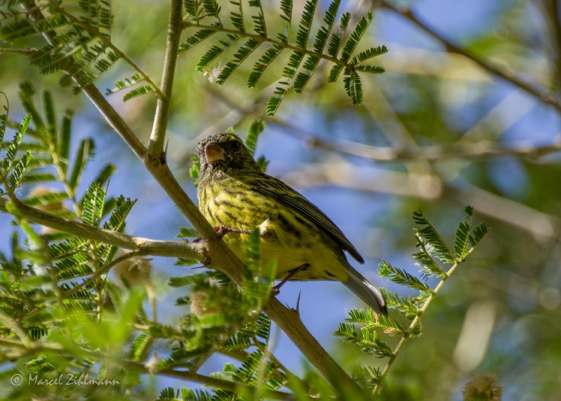 Forest Canary