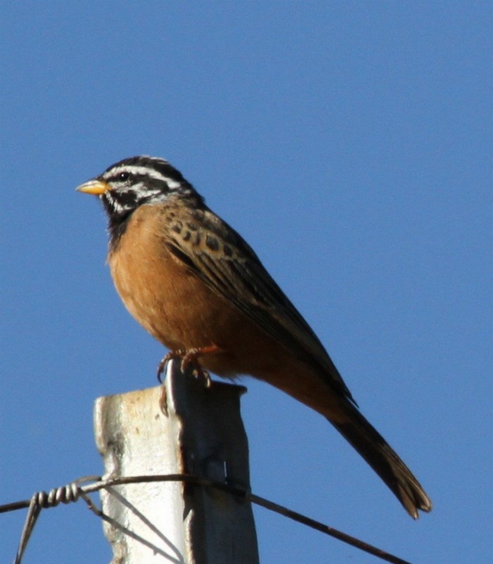 Sitting on farm fence post