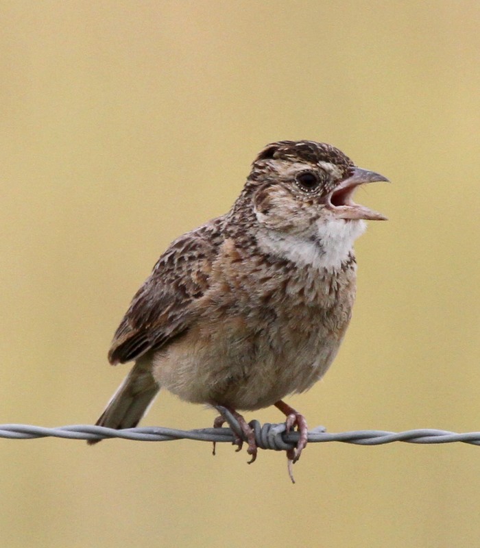 Singing his song. Watched him for a good few minutes. Recorded his song with cellphone.