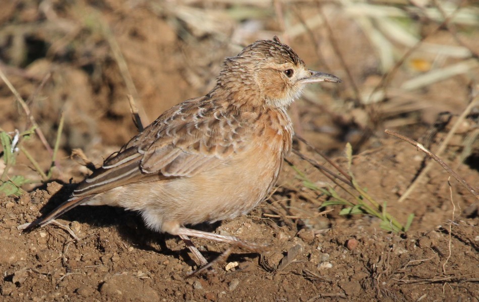 Scratching around for food in freshly ploughed road verge.