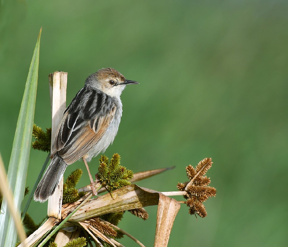 Winding Cisticola