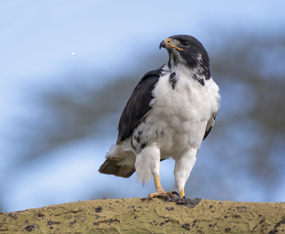 Augur Buzzard